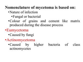 Nomenclature of mycetoma is based on:
•Nature of infection
•Fungal or bacterial
•Colour of grains and cement like matrix
produced during the disease process
•Eumycetoma
•Caused by fungi
•Actinomycetoma
•Caused by higher bacteria of class
actinomycetes
 