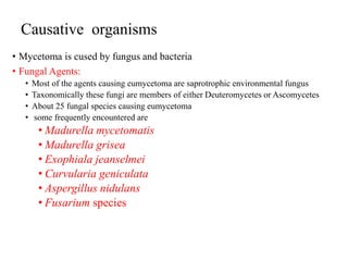 Causative organisms
• Mycetoma is cused by fungus and bacteria
• Fungal Agents:
• Most of the agents causing eumycetoma are saprotrophic environmental fungus
• Taxonomically these fungi are members of either Deuteromycetes or Ascomycetes
• About 25 fungal species causing eumycetoma
• some frequently encountered are
• Madurella mycetomatis
• Madurella grisea
• Exophiala jeanselmei
• Curvularia geniculata
• Aspergillus nidulans
• Fusarium species
 