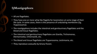 1)Mastigophora
• All are flagellates.
• They have one or more whip like flagella for locomotion at some stage of their
life cycle. In some cases, there is the presence of undulating membrane (Eg.
Trypanosoma).
• The mastigophore includes the intestinal and genitourinary flagellates and the
blood and tissue flagellates.
• The intestinal and genitourinary flagellates are Giardia, Trichomonas,
Dientamoeba, Chilomastik, etc.
• The blood and tissue flagellates are Trypanosoma, Leishmania, etc.
• They reproduce asexually by binary fission.
 
