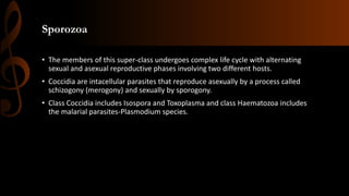 Sporozoa
• The members of this super-class undergoes complex life cycle with alternating
sexual and asexual reproductive phases involving two different hosts.
• Coccidia are intacellular parasites that reproduce asexually by a process called
schizogony (merogony) and sexually by sporogony.
• Class Coccidia includes Isospora and Toxoplasma and class Haematozoa includes
the malarial parasites-Plasmodium species.
 