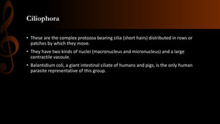 Ciliophora
• These are the complex protozoa bearing cilia (short hairs) distributed in rows or
patches by which they move.
• They have two kinds of nuclei (macronucleus and micronucleus) and a large
contractile vacoule.
• Balantidium coli, a giant intestinal ciliate of humans and pigs, is the only human
parasite representative of this group.
 