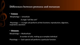 Differences between protozoa and metazoan
• Protozoa
Morphology---- Unicellular
A single “cell like unit”
Physiology ----- A single cell performs all the functions: reproduction, digestion,
respiration, excretion
• Metazoan
Morphology---- Multicellular
A number of cells, making up a complex individual
Physiology ----- Each special cell performs a particular function.
 