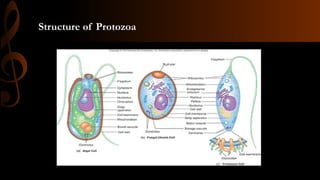 Structure of Protozoa
 