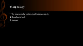 Morphology
• The structure of a protozoal cell is composed of;
1. Cytoplasmic body
2. Nucleus
 