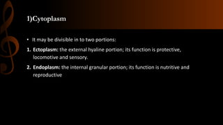 1)Cytoplasm
• It may be divisible in to two portions:
1. Ectoplasm: the external hyaline portion; its function is protective,
locomotive and sensory.
2. Endoplasm: the internal granular portion; its function is nutritive and
reproductive
 