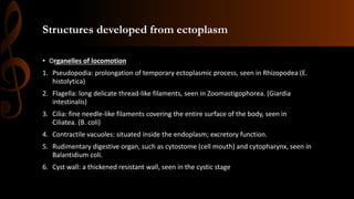 Structures developed from ectoplasm
• Organelles of locomotion
1. Pseudopodia: prolongation of temporary ectoplasmic process, seen in Rhizopodea (E.
histolytica)
2. Flagella: long delicate thread-like filaments, seen in Zoomastigophorea. (Giardia
intestinalis)
3. Cilia: fine needle-like filaments covering the entire surface of the body, seen in
Ciliatea. (B. coli)
4. Contractile vacuoles: situated inside the endoplasm; excretory function.
5. Rudimentary digestive organ, such as cytostome (cell mouth) and cytopharynx, seen in
Balantidium coli.
6. Cyst wall: a thickened resistant wall, seen in the cystic stage
 