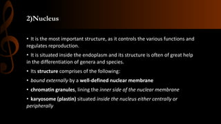 2)Nucleus
• It is the most important structure, as it controls the various functions and
regulates reproduction.
• It is situated inside the endoplasm and its structure is often of great help
in the differentiation of genera and species.
• Its structure comprises of the following:
• bound externally by a well-defined nuclear membrane
• chromatin granules, lining the inner side of the nuclear membrane
• karyosome (plastin) situated inside the nucleus either centrally or
peripherally
 