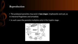 Reproduction
• The protozoal parasites may exist in two stages: trophozoite and cyst, as
in intestinal flagellates and amoebae.
• In such cases the parasite multiplies only in the trophic stage.
 