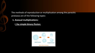 The methods of reproduction or multiplication among the parasitic
protozoa are of the following types:
1. Asexual multiplications:
i.) by simple binary fission:
 