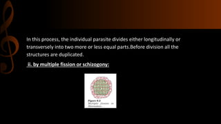 In this process, the individual parasite divides either longitudinally or
transversely into two more or less equal parts.Before division all the
structures are duplicated.
ii. by multiple fission or schizogony:
 