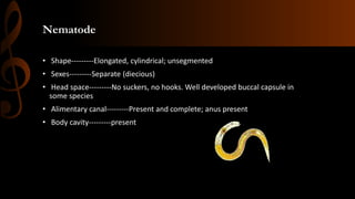 Nematode
• Shape---------Elongated, cylindrical; unsegmented
• Sexes---------Separate (diecious)
• Head space---------No suckers, no hooks. Well developed buccal capsule in
some species
• Alimentary canal---------Present and complete; anus present
• Body cavity---------present
 