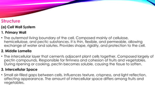 Structure
(a) Cell Wall System
1. Primary Wall
• The outermost living boundary of the cell. Composed mainly of cellulose,
hemicellulose, and pectic substances. It is thin, flexible, and permeable, allowing
exchange of water and solutes. Provides shape, rigidity, and protection to the cell.
2. Middle Lamella
• The intercellular layer that cements adjacent plant cells together. Composed largely of
pectin compounds. Responsible for firmness and cohesion of fruits and vegetables.
During ripening or cooking, pectin becomes soluble, causing the tissue to soften.
3. Intercellular Space
• Small air-filled gaps between cells. Influences texture, crispness, and light reflection,
affecting appearance. The amount of intercellular space differs among fruits and
vegetables.
 