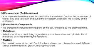 (b) Plasmalemma (Cell Membrane)
• A semi-permeable membrane located inside the cell wall. Controls the movement of
water, ions, and solutes in and out of the cytoplasm. Maintains the integrity of the
protoplast.
(c) Protoplasmic Components
• The protoplasm includes all living parts of the cell, enclosed by the plasmalemma.
 Cytoplasm:
• Jelly-like substance containing organelles such as the nucleus and plastids. Site of
metabolic activities and enzyme reactions.
 Nucleus:
• The control center of the cell. Contains the nucleolus and chromatin material (DNA).
Directs cell metabolism, growth, and reproduction.
 