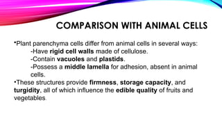 COMPARISON WITH ANIMAL CELLS
•Plant parenchyma cells differ from animal cells in several ways:
-Have rigid cell walls made of cellulose.
-Contain vacuoles and plastids.
-Possess a middle lamella for adhesion, absent in animal
cells.
•These structures provide firmness, storage capacity, and
turgidity, all of which influence the edible quality of fruits and
vegetables.
 