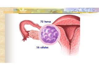 72 horas
16 células
 
