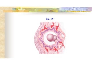 Dia 14
 