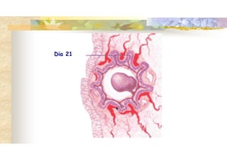 Dia 21
 