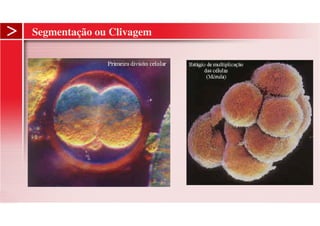 Segmentação ou Clivagem
 