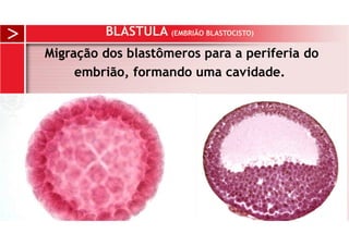 BLÁSTULA (EMBRIÃO BLASTOCISTO)
Migração dos blastômeros para a periferia do
embrião, formando uma cavidade.
 