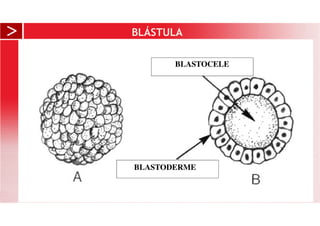 BLÁSTULA
BLASTOCELE
BLASTODERME
 