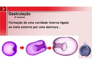 Gastrulação
(3ª semana)
Formação de uma cavidade interna ligada
ao meio externo por uma abertura .
 