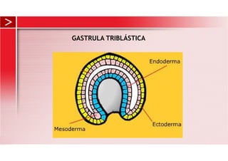 GASTRULA TRIBLÁSTICA
 