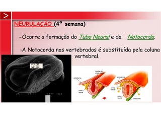 NEURULAÇÃO (4ª semana)
-Ocorre a formação do Tubo Neural e da Notocorda.
-A Notocorda nos vertebrados é substituída pela coluna
vertebral.
SULCO
NEURAL
 