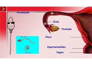 Vagina
Espermatozóides
Útero
Ovulação
Óvulo
Fecundação
 