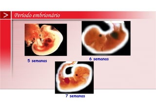Período embrionário
5 semanas
7 semanas
6 semanas
 
