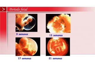 Período fetal
9 semanas 13 semanas
17 semanas 21 semanas
 