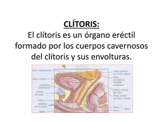 CLÍTORIS:
El clítoris es un órgano eréctil
formado por los cuerpos cavernosos
del clítoris y sus envolturas.
 