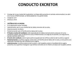 Clítoris anatomia | PPTX