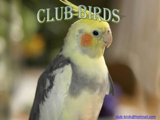 club-birds@hotmail.com
 