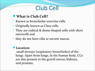 Club cell | PPT