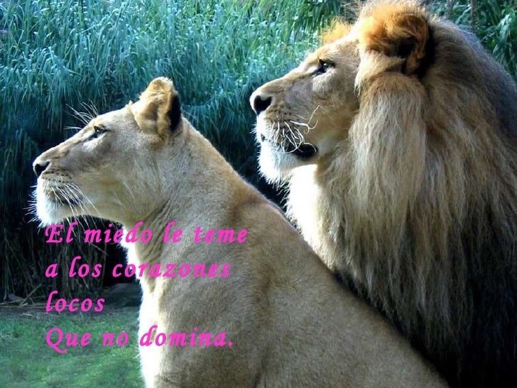 versos locos versos locos