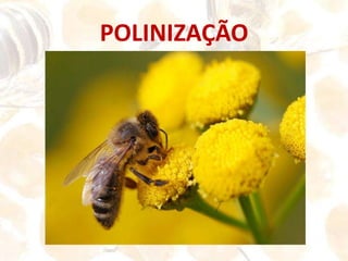 Um Bom ApicultorConhecer bem a Natureza;Conhecer a flora e interpretar o seu desenvolvimento;Ser um bom Carpinteiro;Ser um bom Veterinário.