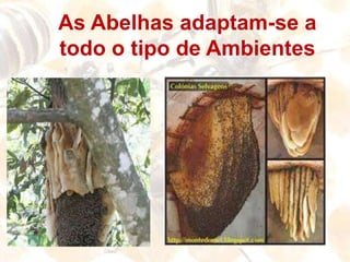 Conhecer a flora e interpretar o seu desenvolvimento no local onde estão as Abelhas