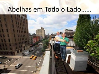 Ser um Bom Veterinário de AbelhasAs Abelhas são atacadas por várias doenças que as matam