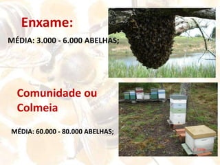 Abelhas em Todo o Lado……