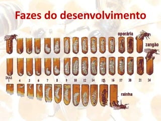 As Abelhas Existem Independentemente da Acção do Homem