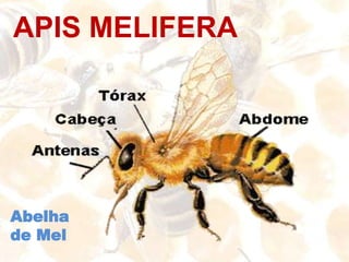 Equipamentos necessários para ser Apicultor