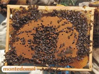 Enxame:MÉDIA: 3.000 - 6.000 ABELHAS;Comunidade ou ColmeiaMÉDIA: 60.000 - 80.000 ABELHAS;