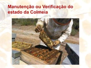 COMUNIDADEZÂNGÃO- A SUA FUNÇÃO É A DE  FECUNDAR A RAINHAOPERÁRIAS- CONSTRUÇÃO DOS FAVOS; RECOLHEM PÓLEN, NÉCTAR, PROÓLIS E ÁGUA RAINHA- É A MÃE DE TODOS OS MEMBROS DA COLÓNIARainha                                             Operária                              Zângão
