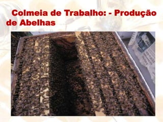 Fazes do desenvolvimento