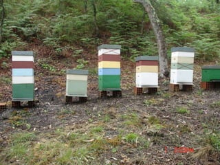 APIS MELIFERAAbelha de Mel