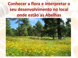 Conhecer o mundo das abelhas;