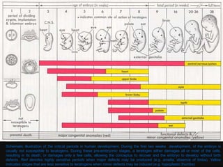 Schematic illustration of the critical periods in human development. During the first two weeks development, of the embryo is
usually not susceptible to teratogens. During these pre-embryonic stages, a teratogen either damages all or most of the cells,
resulting in its death, or damages only a few cells, allowing the conceptus to recover and the embryo to develop without birth
defects. Red denotes highly sensitive periods when major defects may be produced (e.g. amelia, absence of limbs). Yellow
indicates stages that are less sensitive to teratogens when minor defects may be induced (e.g. hypoplastic thumbs)
 