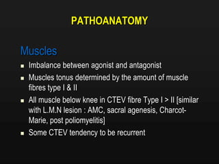 PATHOANATOMY
Muscles
 Imbalance between agonist and antagonist
 Muscles tonus determined by the amount of muscle
fibres type I & II
 All muscle below knee in CTEV fibre Type I > II [similar
with L.M.N lesion : AMC, sacral agenesis, Charcot-
Marie, post poliomyelitis]
 Some CTEV tendency to be recurrent
 