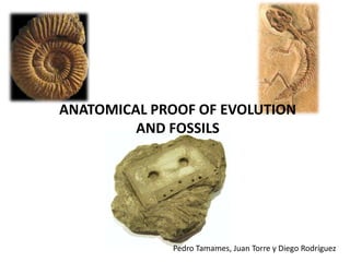 ANATOMICAL PROOF OF EVOLUTION
AND FOSSILS

Pedro Tamames, Juan Torre y Diego Rodríguez

 
