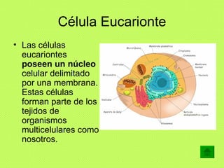 Célula Eucarionte <ul><li>Las células eucariontes  poseen un núcleo  celular delimitado por una membrana. Estas células fo...